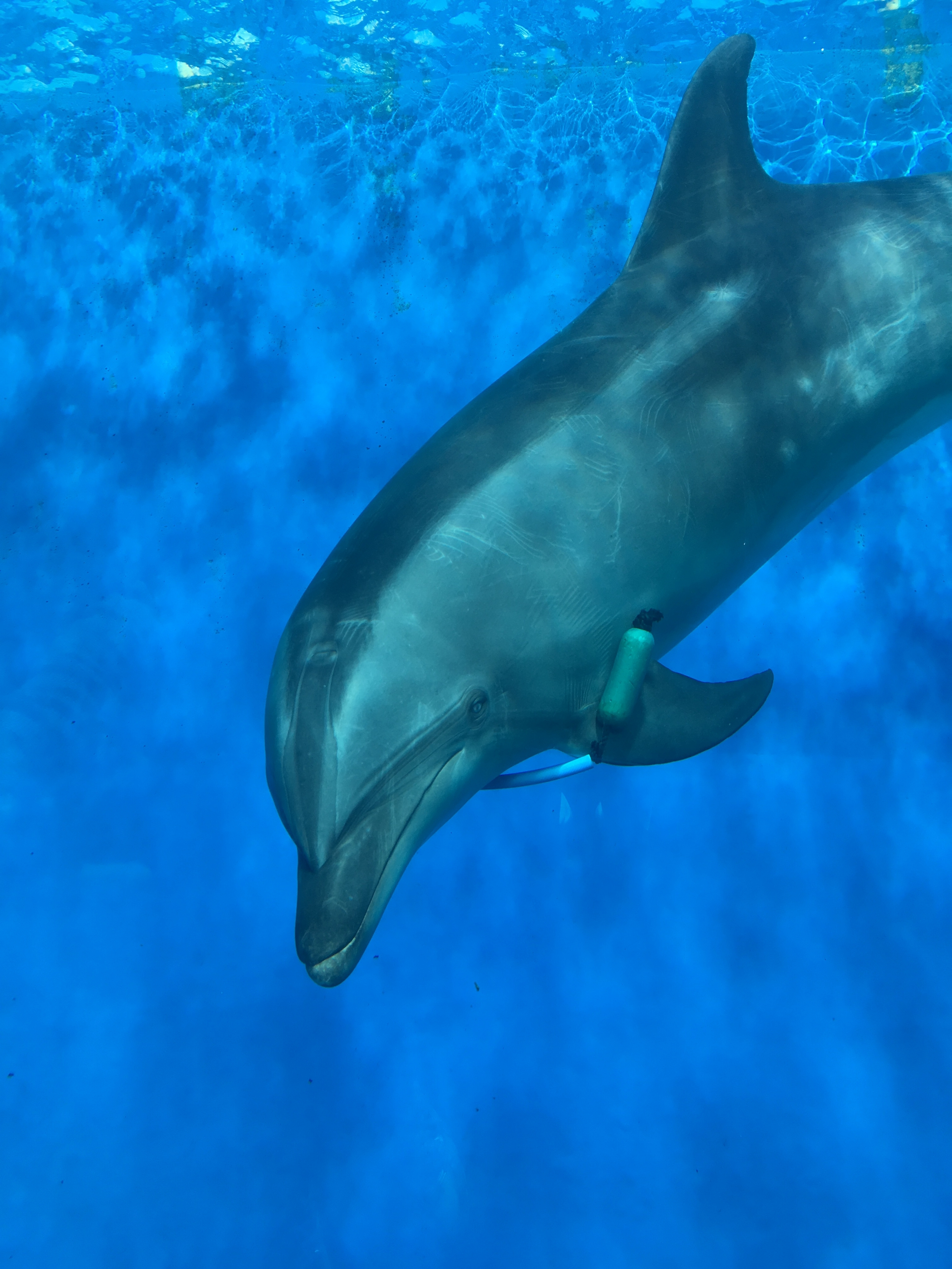 水族館その３