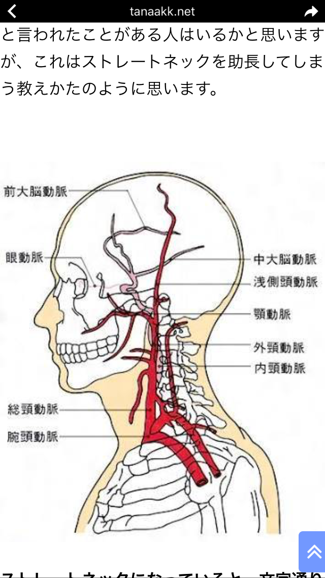 血管