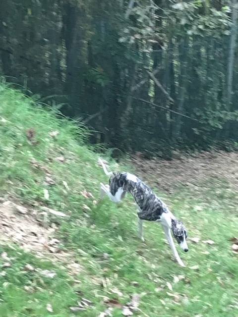 ドッグランでの飼い犬